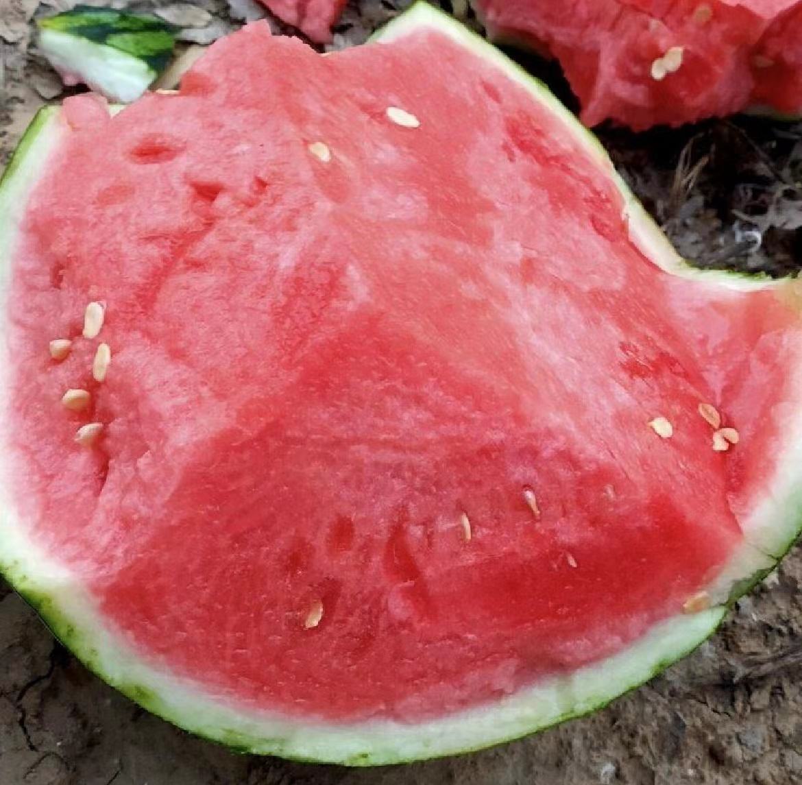 特写镜头下的8424西瓜果肉与黑色籽,突出其自然生长状态 8424西瓜与黑色籽的特写图