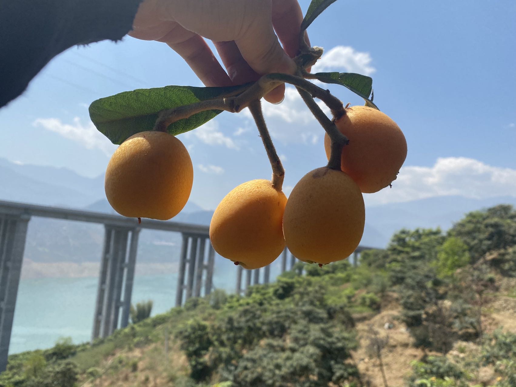 一颗成熟的白玉枇杷被轻轻剥开,露出晶莹剔透的白色果肉,果汁饱满欲滴,背景为清晨阳光下的枇杷果园,叶片上带有露珠,整体画面清新自然,突出果实的新鲜与高品质 白玉枇杷特写