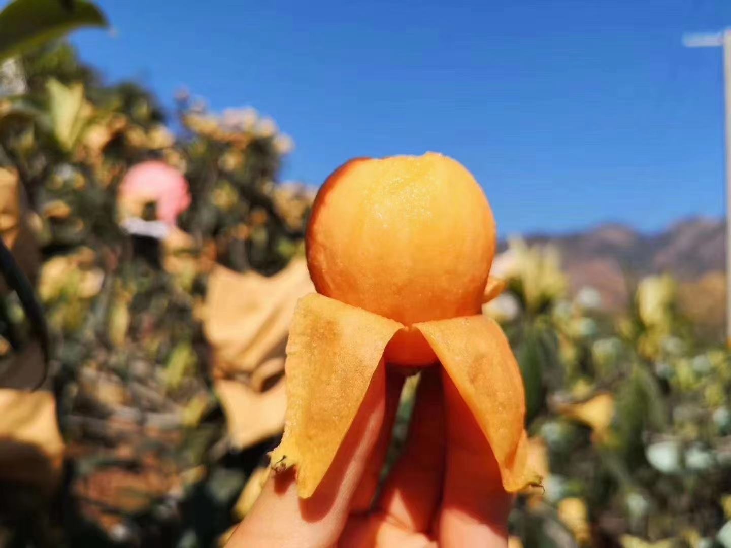 大五星枇杷特写