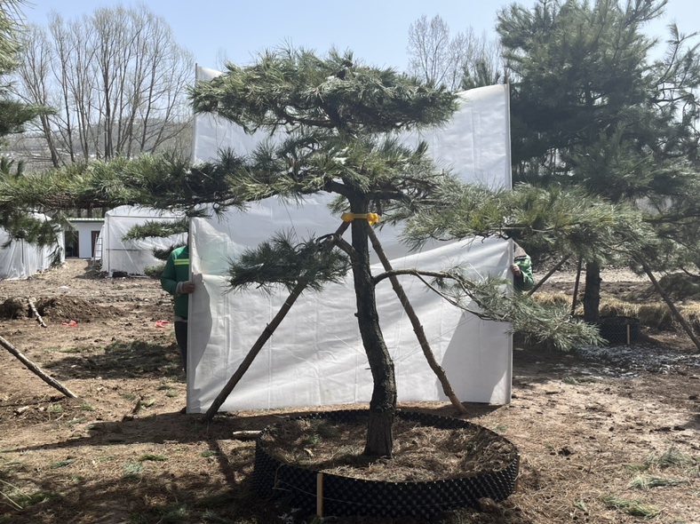 图片说明:一名林业技术人员正在使用背负式电动喷雾器对油松林进行药剂喷洒作业,身穿防护服,头戴面罩,喷雾方向均匀覆盖树冠中下部。周围油松部分针叶发黄,地面有枯叶堆积,显示正处于病害高发期 油松病虫害防治现场作业图