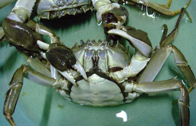 大闸蟹可食与禁食部位解剖示意图
