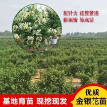 金银花苗四季金银花湘蕾百花品种齐全可签约回收