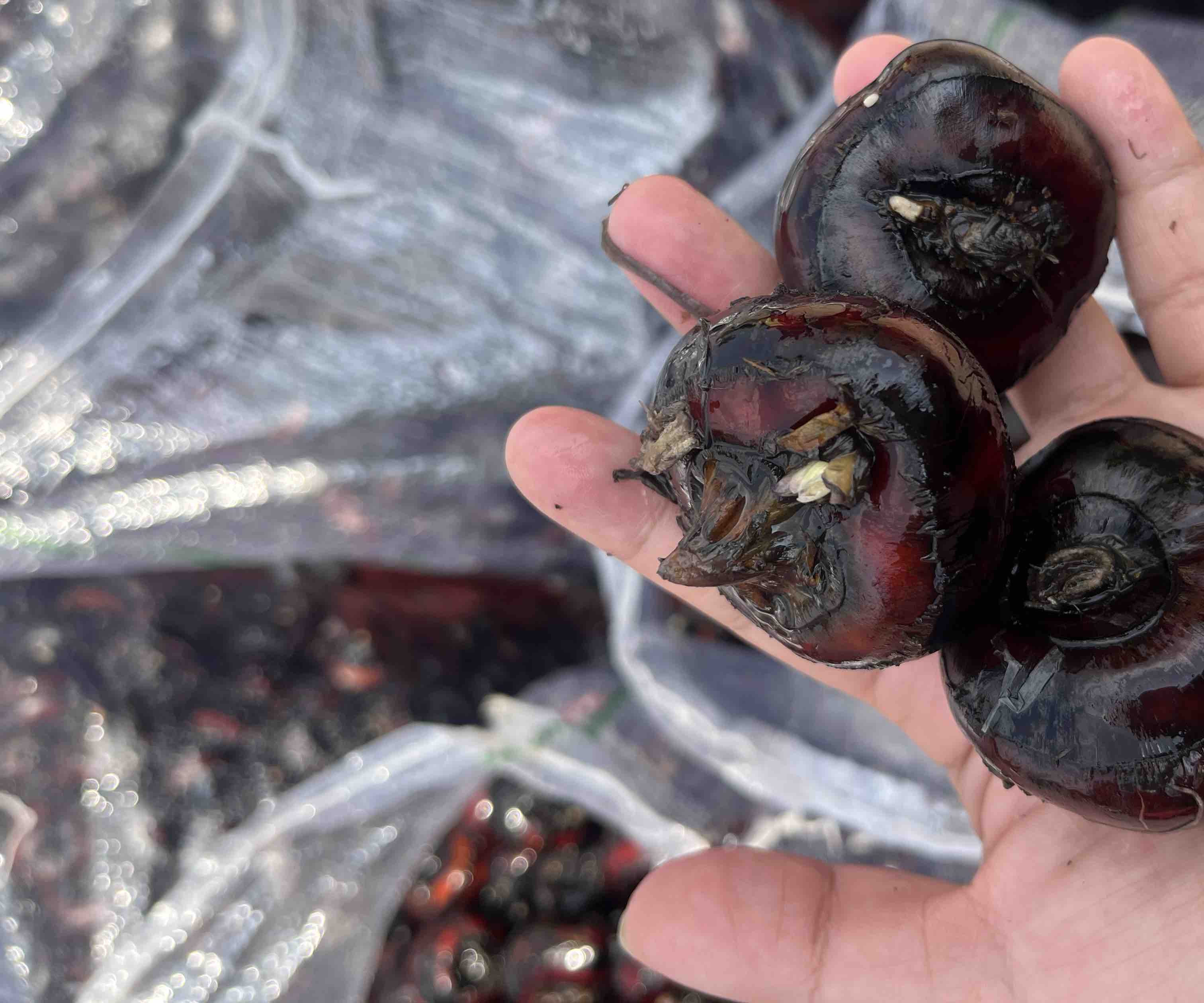展示毛李荸荠果实的高清特写,突出其果皮绒毛和果肉质地 毛李荸荠果实特写