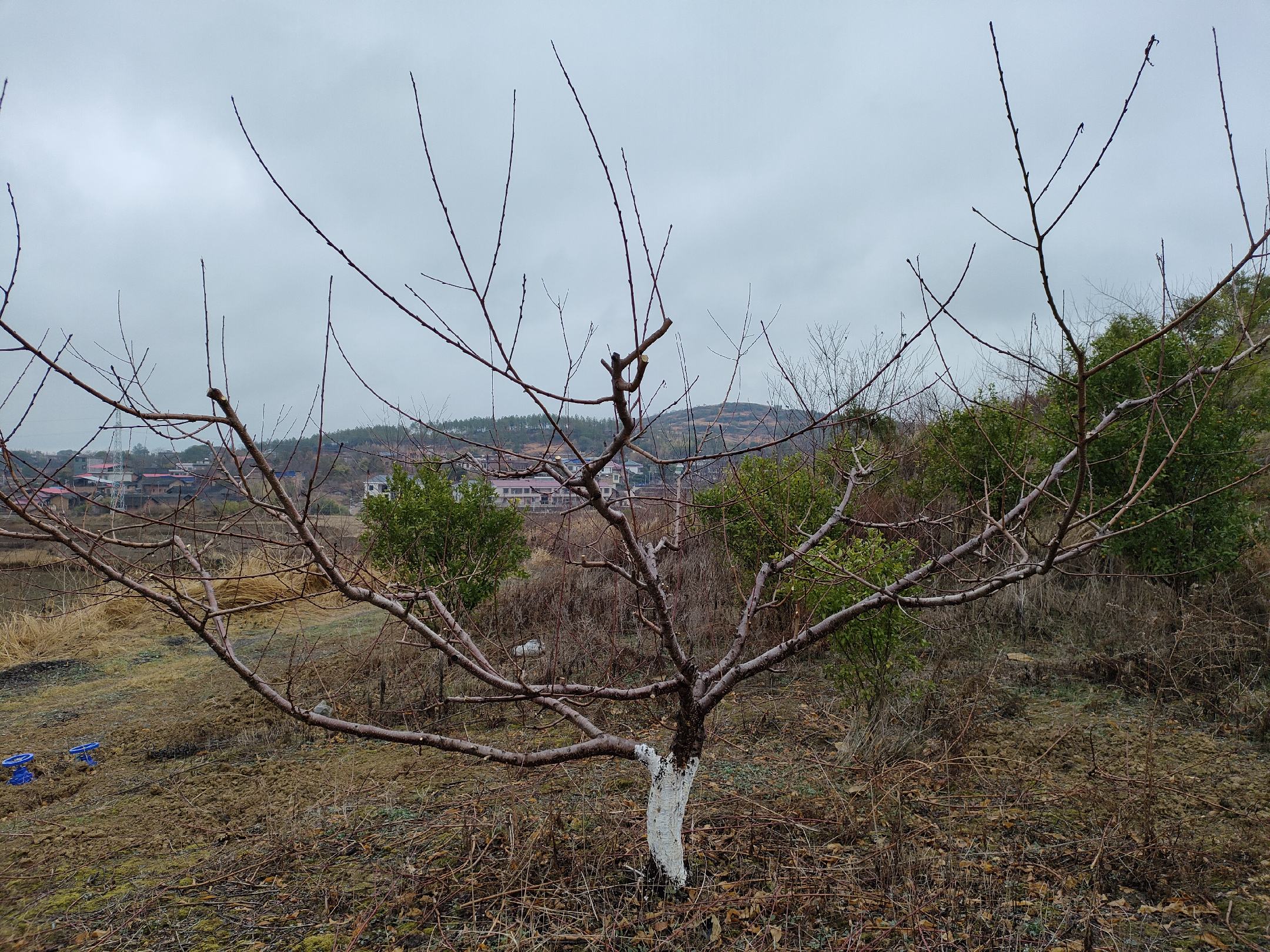 一名技术人员正在对一棵盛果期黄油桃树进行冬季修剪,使用修枝剪去除内膛过密枝条,保留向外斜生的中庸结果枝,树体结构清晰,层次分明 盛果期黄油桃冬季修剪现场图