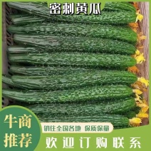 【实力推荐】天水武山密刺黄瓜大量上市，油黑发亮，条形直