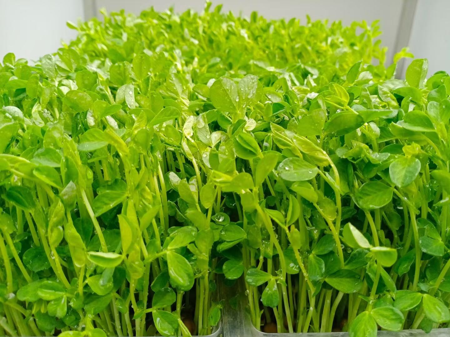 豌豆植物展示白花与紫花两种花色对比