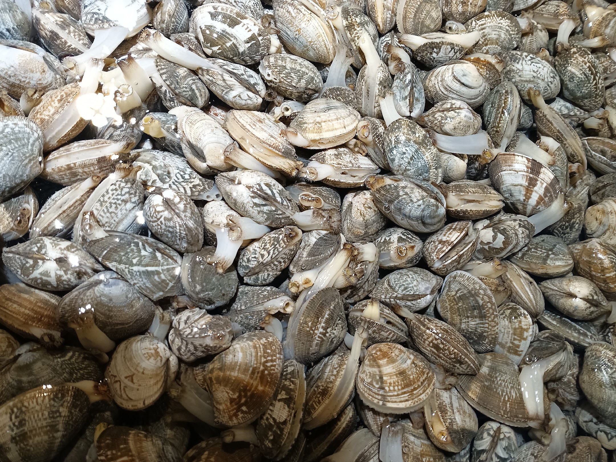 花蛤贝壳闭合情况对比图