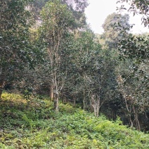 森林古树开采