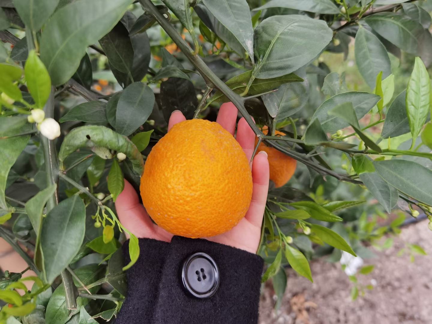 沃柑与新鲜果皮特写