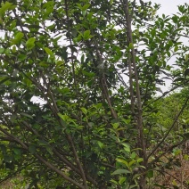 六年油茶树马上进入丰产期