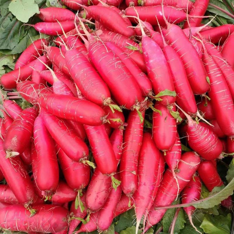 红皮水萝卜四两起步到八两新鲜现挖可视频看货