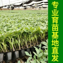 超甜红千禧圣女果苗秧带土球春秋四季阳台盆栽红樱桃西红柿苗