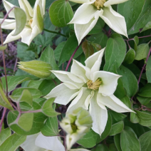铁线莲，耐寒花草