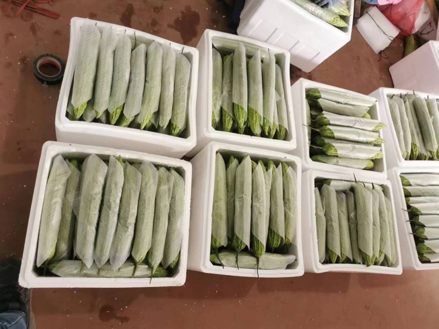 现代蔬菜批发市场中的苦瓜摊位