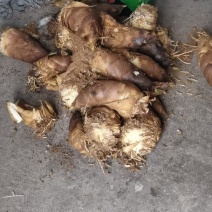 大量新鲜春笋出售
