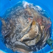 裸鲤
