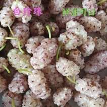 桑树苗韩国白珍珠果桑苗甜中带鲜品种特别的桑葚苗