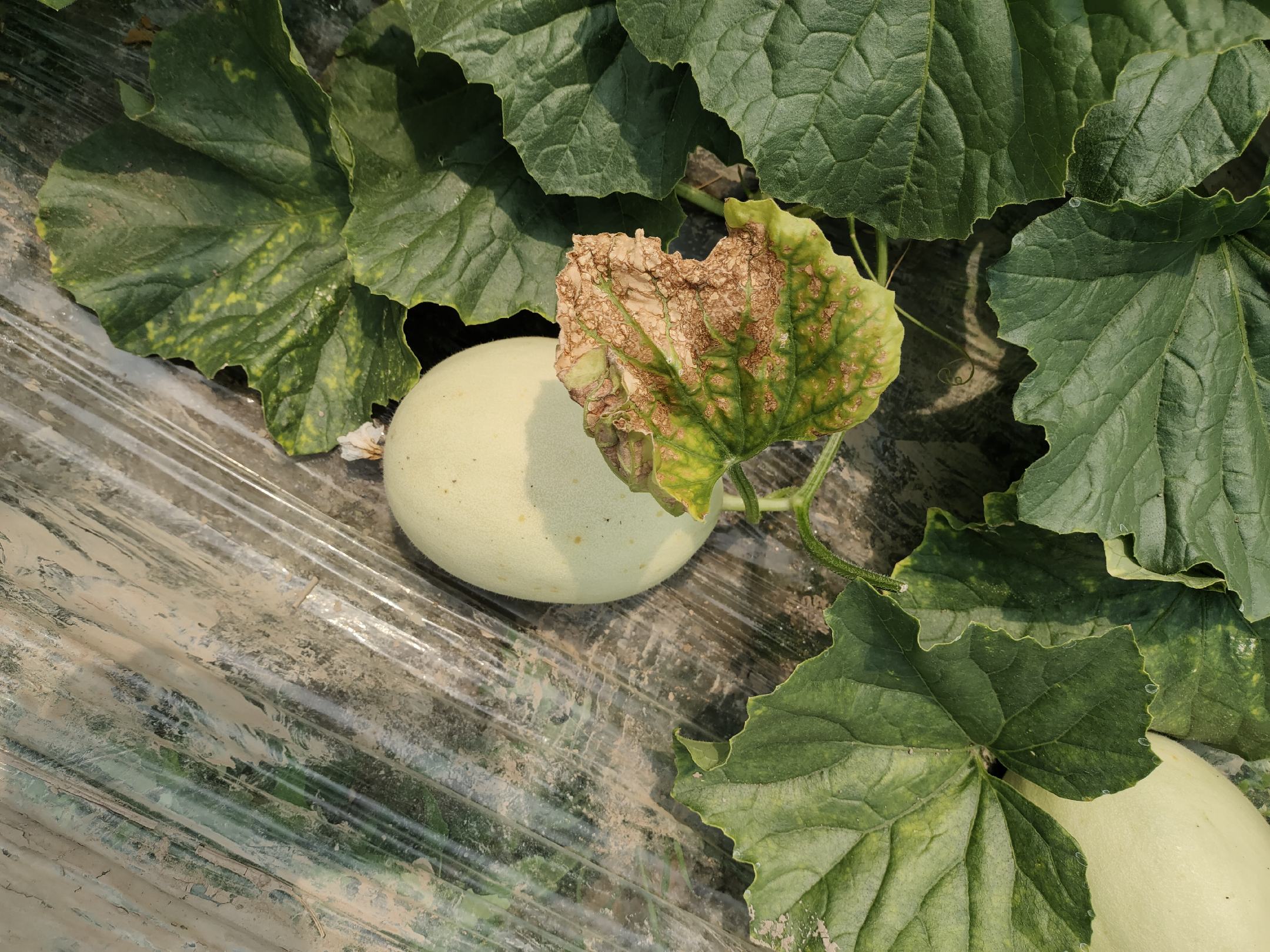 玉菇甜瓜种子与幼苗对比图