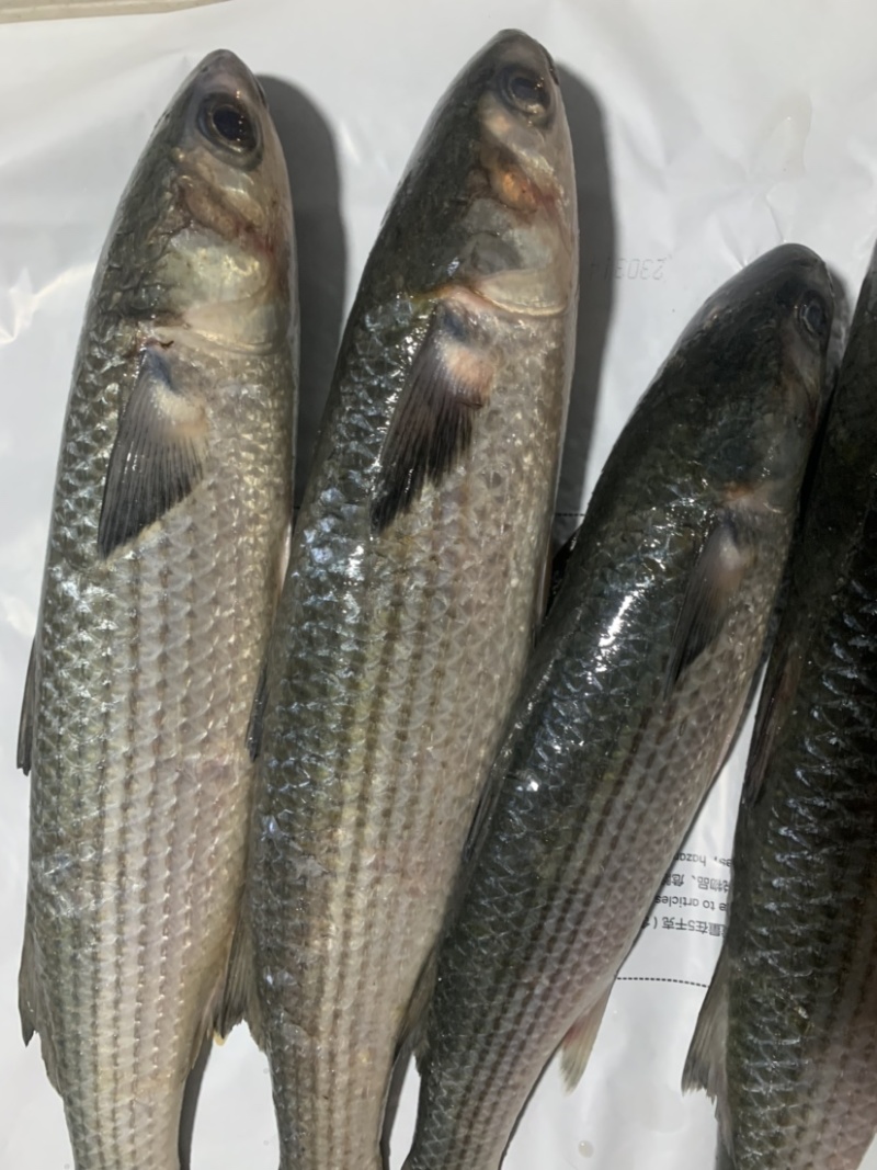 新鲜海捕大鲻鱼乌头鱼支鱼