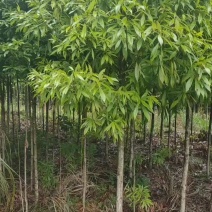 湖南永州金丝楠木树苗批发规格齐全产地直发量大价优