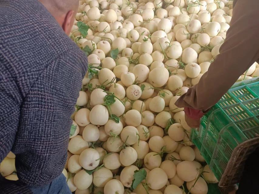 甜瓜基地采摘活动现场场景