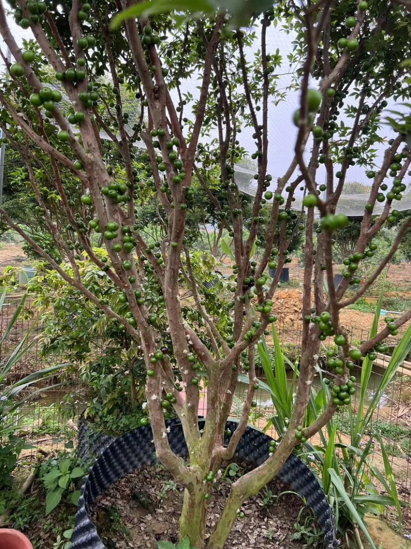 嘉宝果树苗,已打果几年