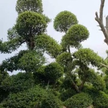 小叶女贞造型树