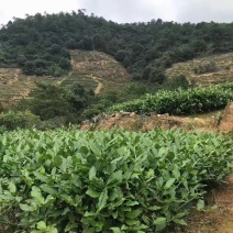 福建铁观音茶