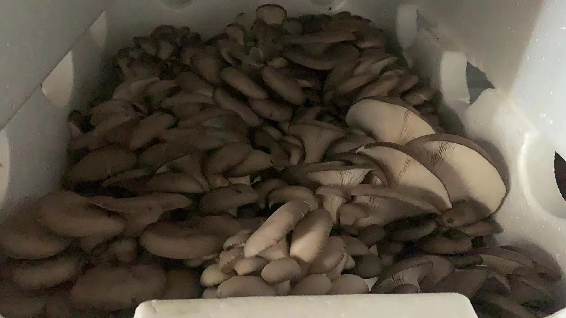 鲜平菇特写图