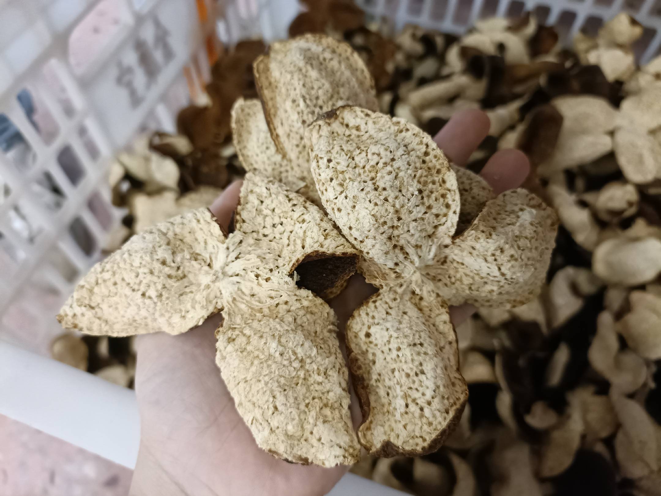 沃柑营养成分可视化信息图：中心为沃柑剖面，放射状标注5大核心营养素数值及对应功效图标