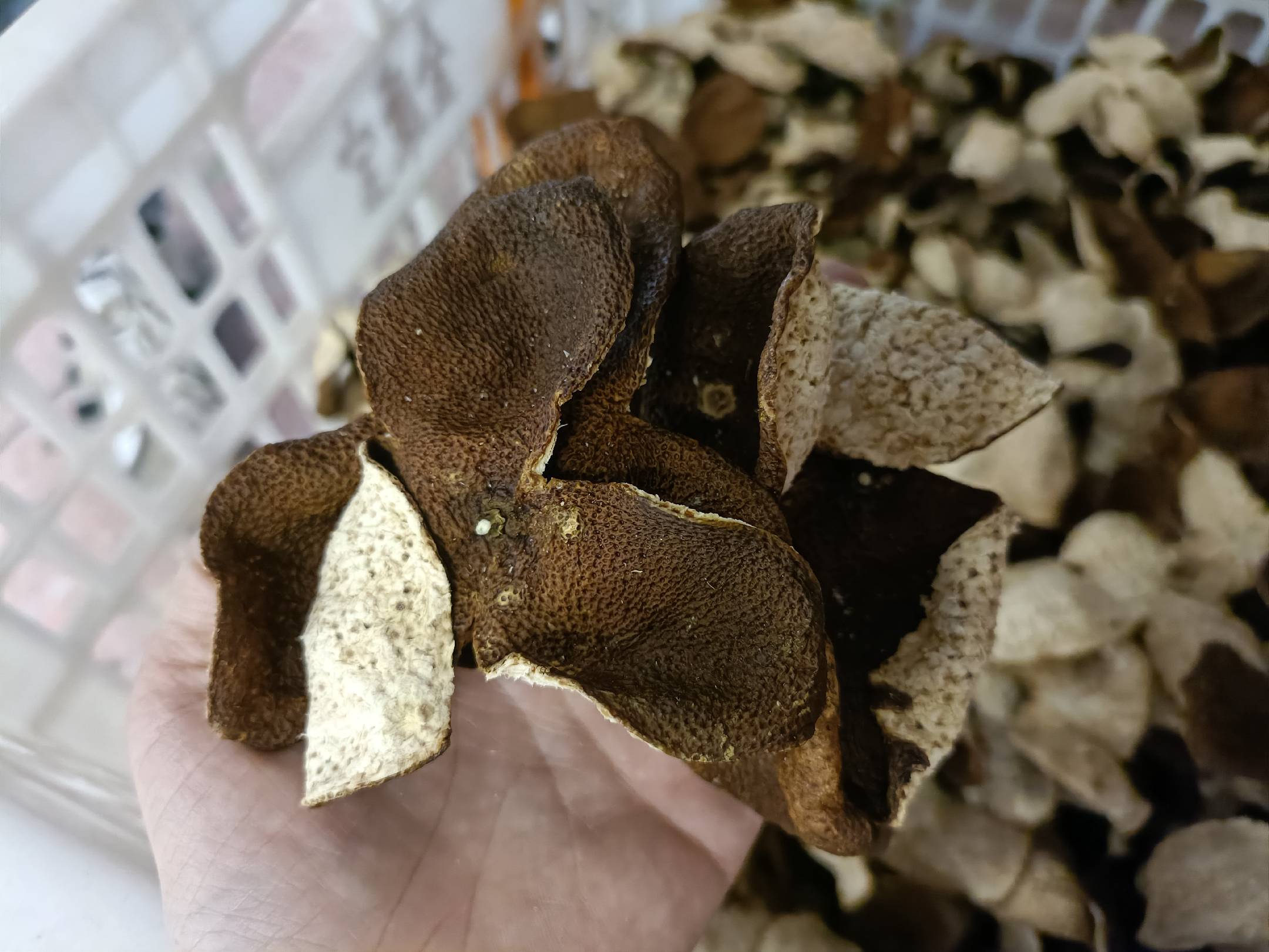 陈皮制作原材料