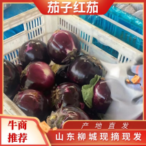 【精品圆茄】全国发货大量上市基地直发红茄