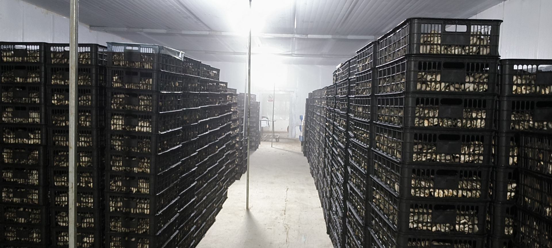 照片展示一个现代化连栋塑料大棚内部,整齐排列着悬挂式栽培袋,工人正在采摘成熟平菇,顶部装有喷雾管道和温湿度传感器,地面铺设黑色防草布,光线柔和明亮 现代化平菇出菇大棚内部实景图