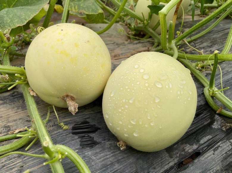 消费者在社区生鲜店选购绿宝甜瓜场景