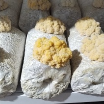 金耳菌