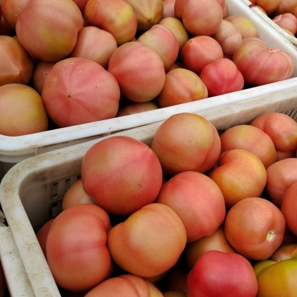 新沂市普罗旺斯西红柿产地行情