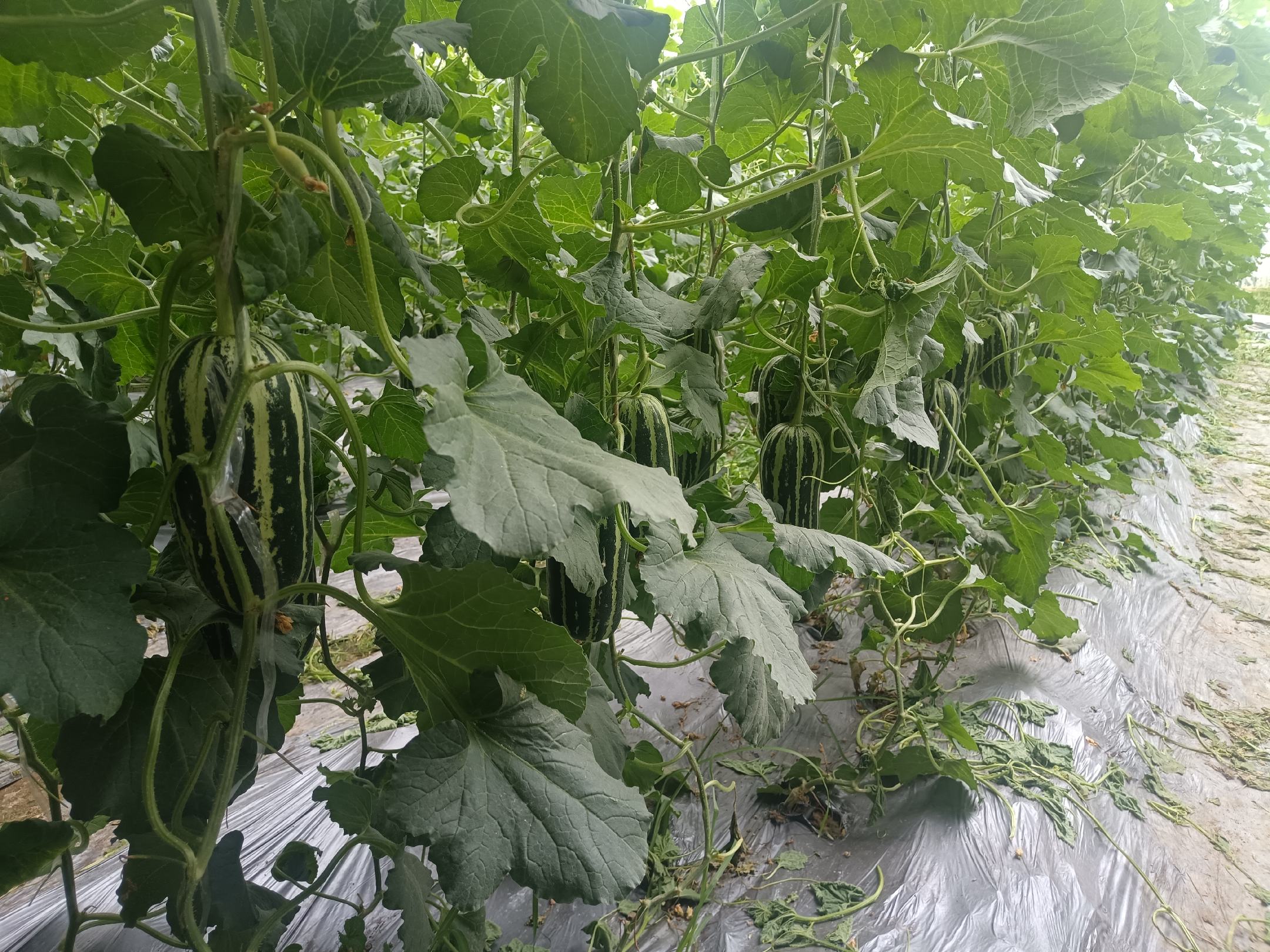 翠梨甜瓜种植基地