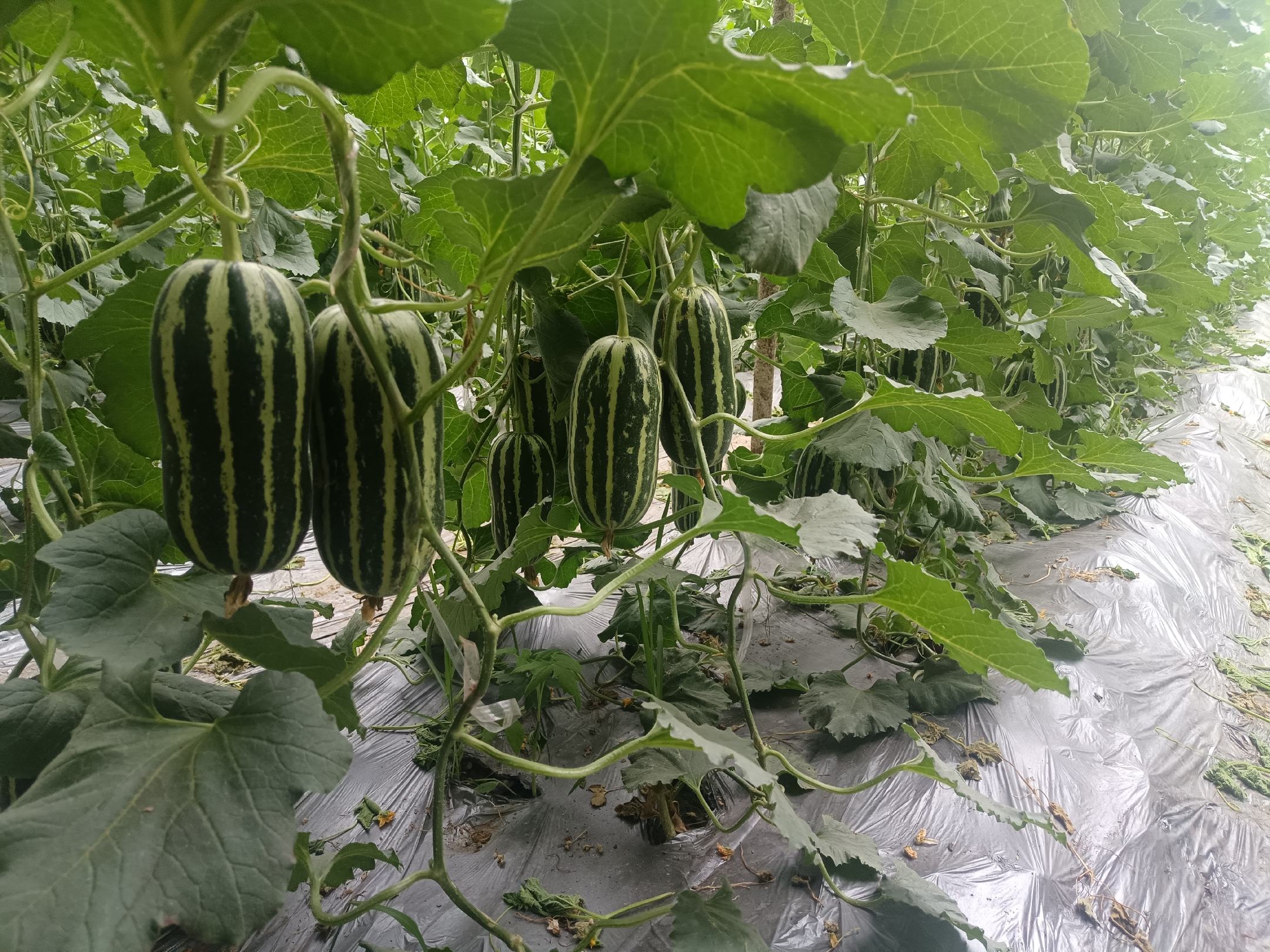 翠梨甜瓜种植基地实景
