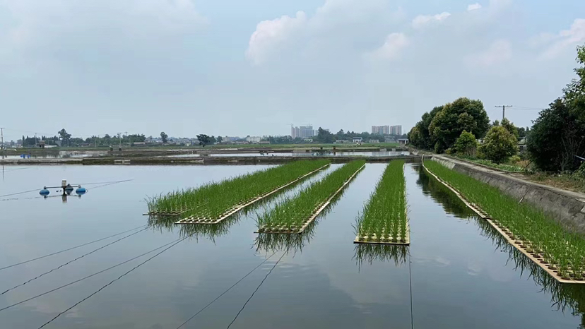技术人员在鱼塘中进行水质检测与净化处理