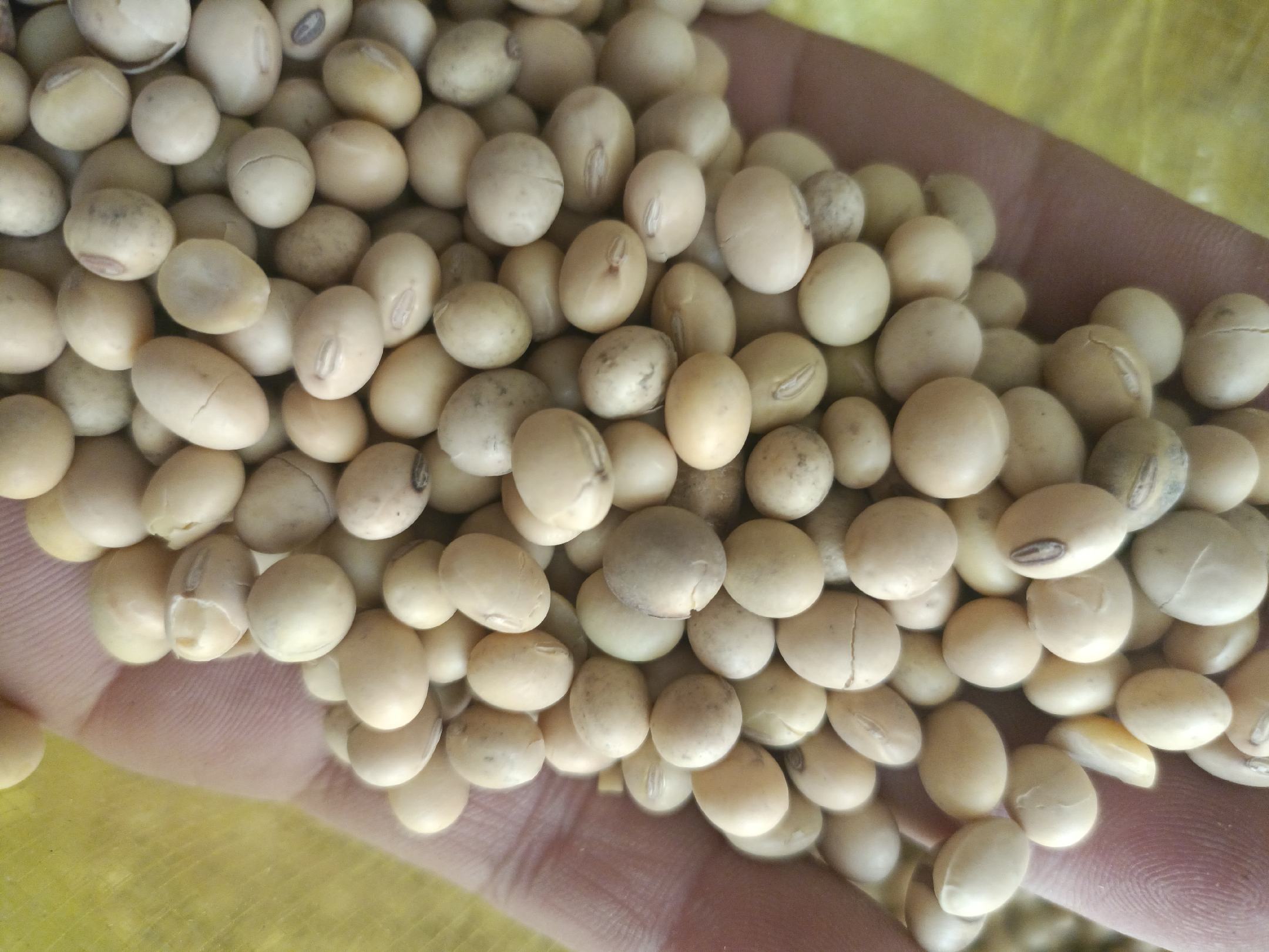 大豆纤维被特写