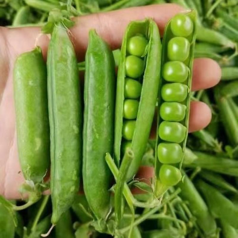 甜豌豆青豌豆荚长寿仁菜豌豆尖水果豌豆河南产地发货中豌九号