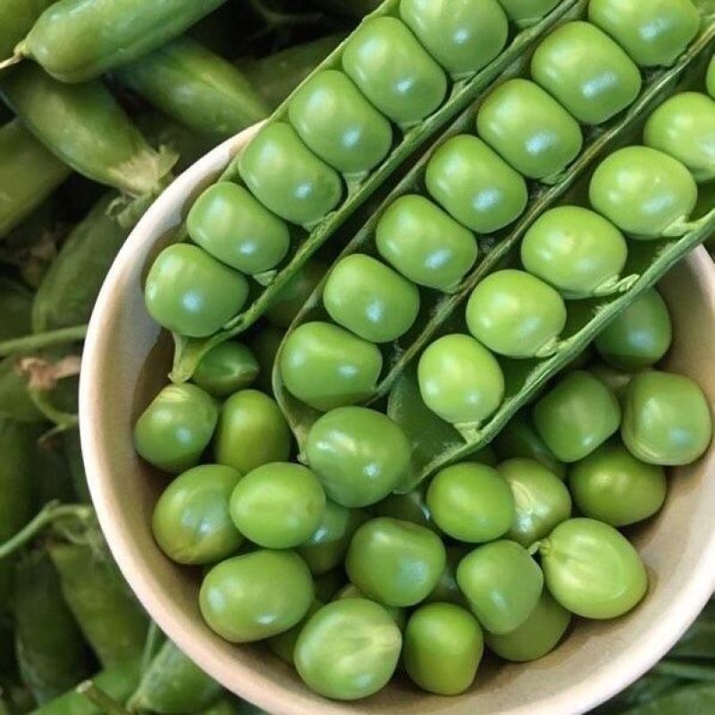 甜豌豆青豌豆荚长寿仁菜豌豆尖水果豌豆河南产地发货中豌九号