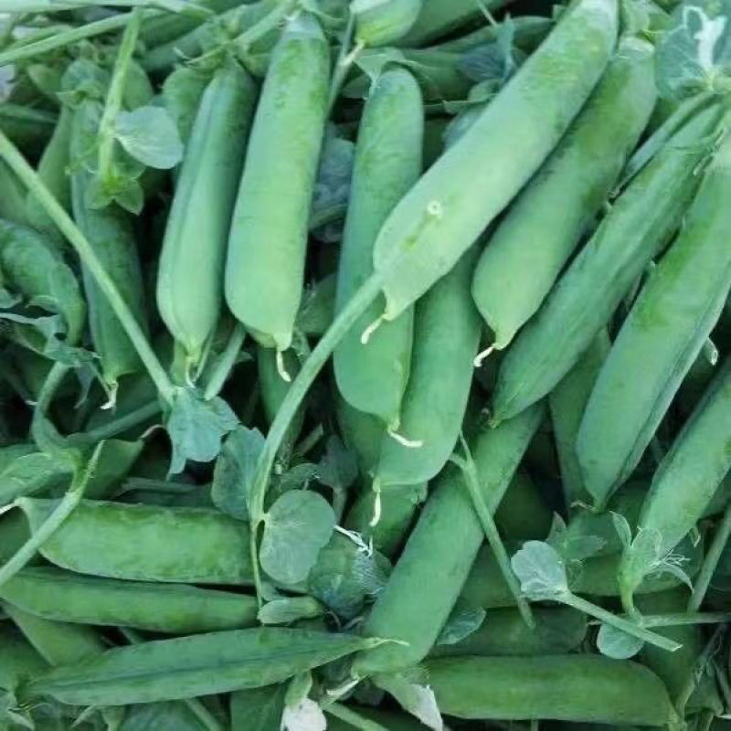 甜豌豆青豌豆荚长寿仁菜豌豆尖水果豌豆河南产地发货中豌九号