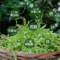 湖南湘西莓茶