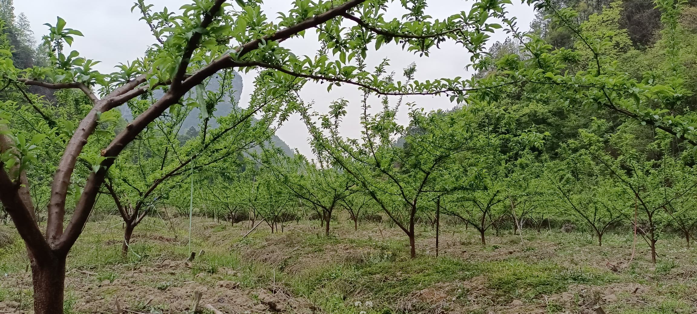 展示桃形李种植园地的规划布局,包括行距、株距、排水沟等设计 桃形李种植园地规划图