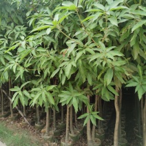 3分到15分基地大量现货
