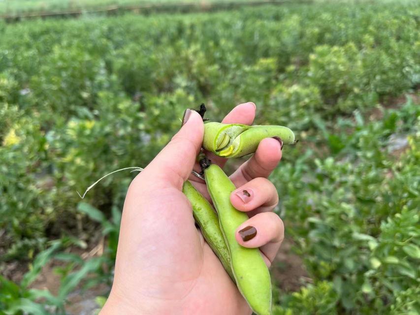 展示新鲜蚕豆豆荚与去壳后的豆粒,背景为农田环境 新鲜采摘的蚕豆豆荚与去壳后的豆粒
