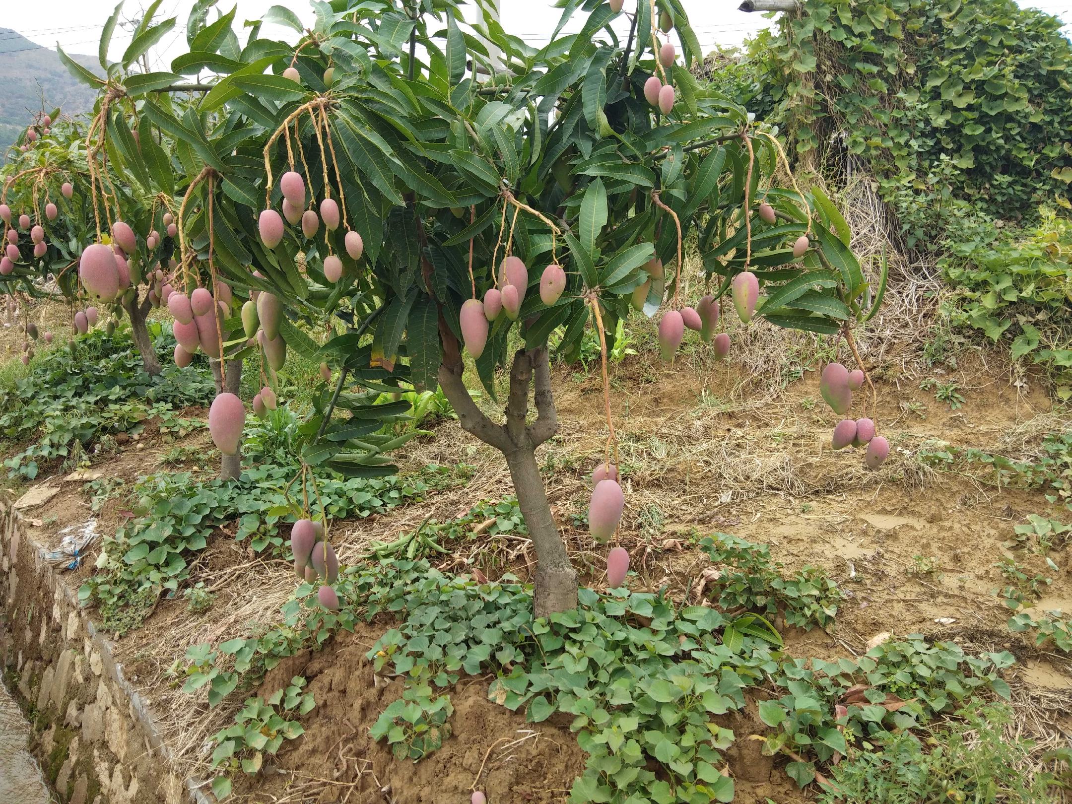 广西田东县林逢镇贵妃芒种植基地航拍图,展示连片果园与现代化滴灌系统 田东县贵妃芒种植基地航拍图