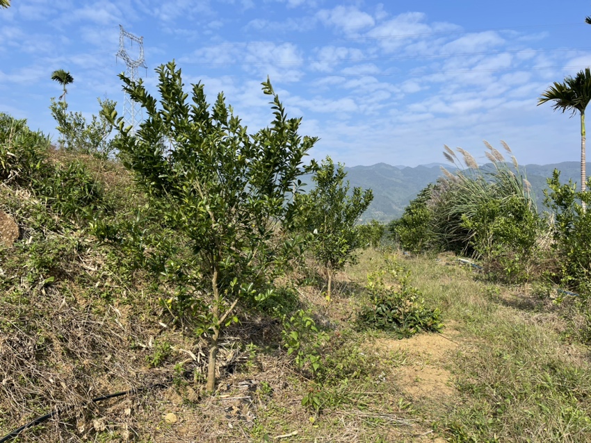 金桔果园图，展示金桔树在阳光下结满果实的景象