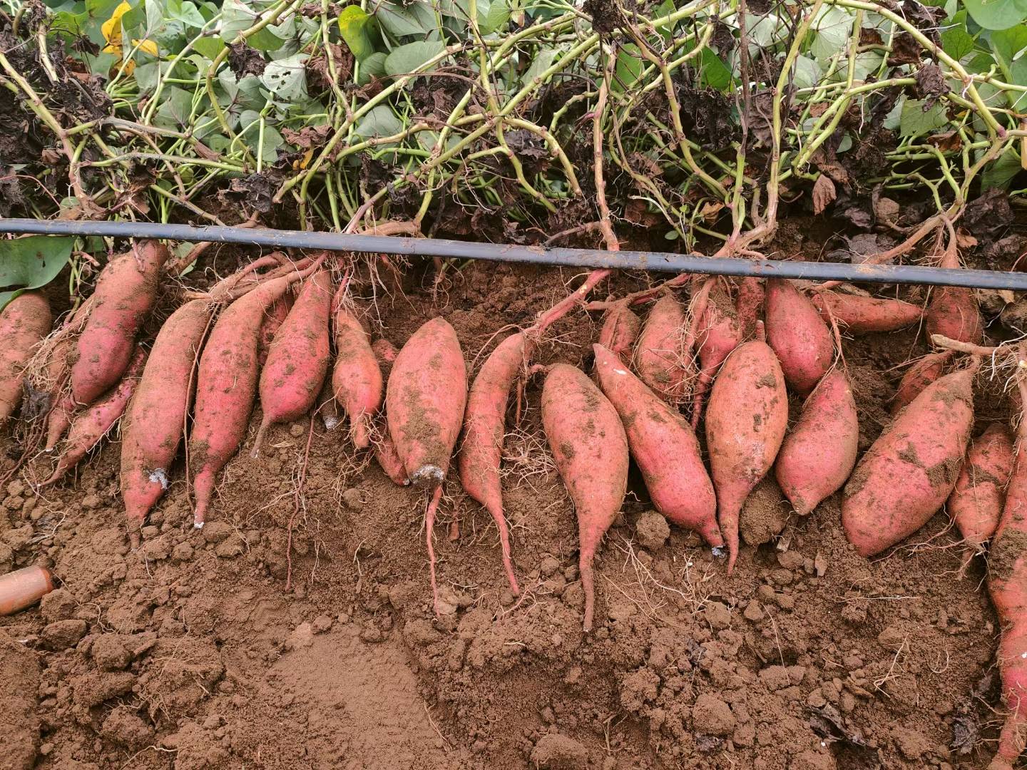 南方丘陵地带红薯垄作施肥现场图